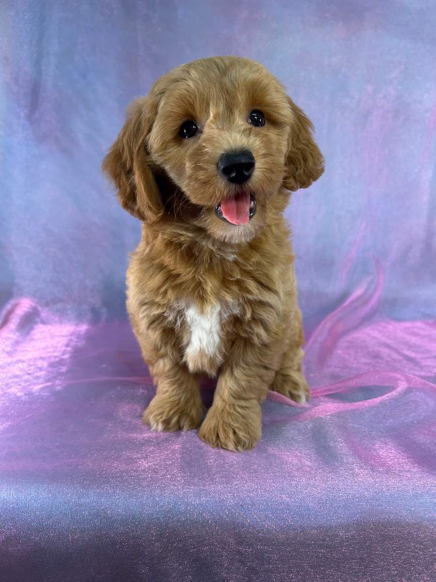 Female Bichon Poodle Puppy for Sale DOB 6-25-2026 $950